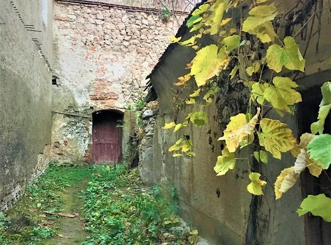 White Wolf * Braşov